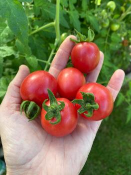 Preview: Nichols Heirloom