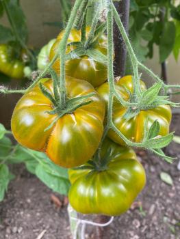 Preview: Smaragd Apfel