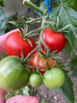 Preview: Roter Heinz