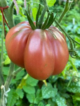 Preview: American Ripped Black