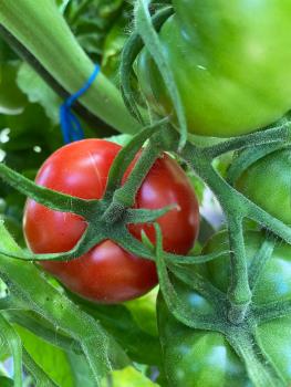 Preview: Livingston Perfection