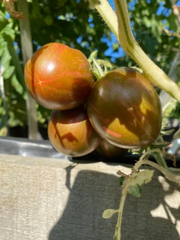 Preview: Dwarf Moonlite Mile