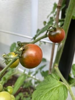 Preview: Reinhards Purple Sugar