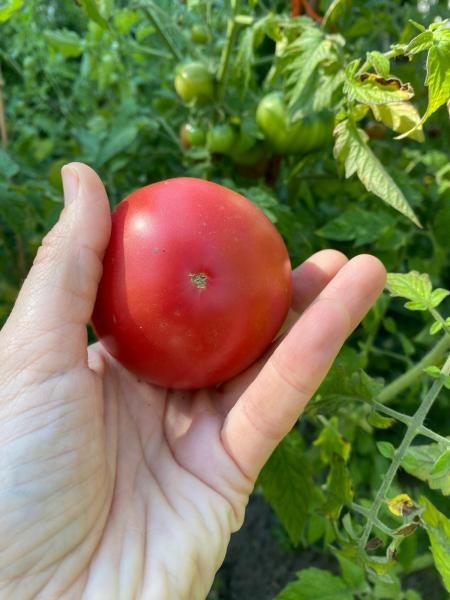 Livingston Rosy Morn