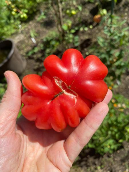 Gezahnter Bührer Keel