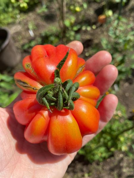 Gezahnter Bührer Keel