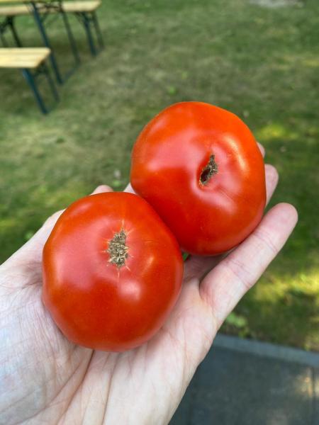 Livingston Honor Bright