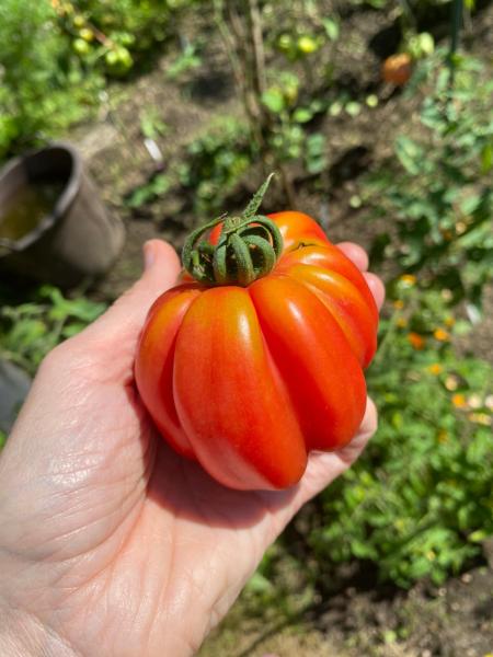 Gezahnter Bührer Keel