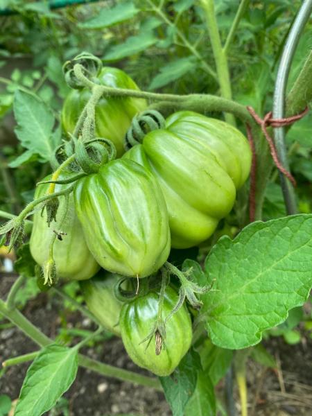 Gezahnter Bührer Keel