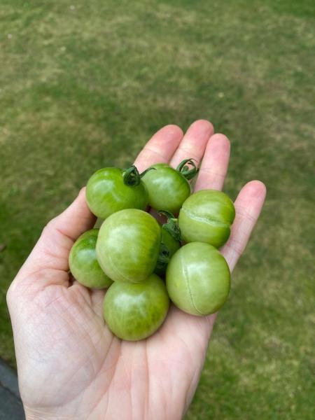 Green Doctor Frostet