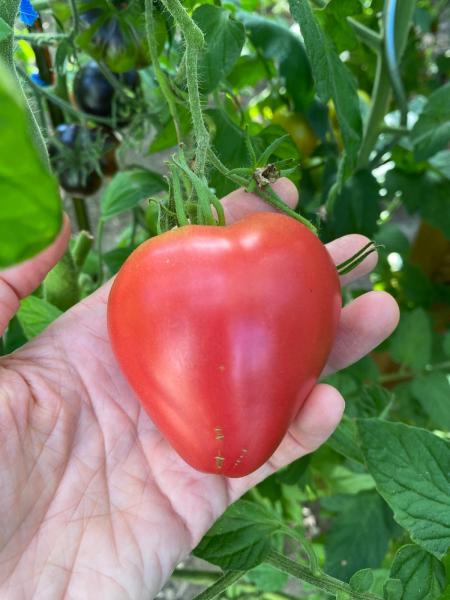 Die typisch roten….