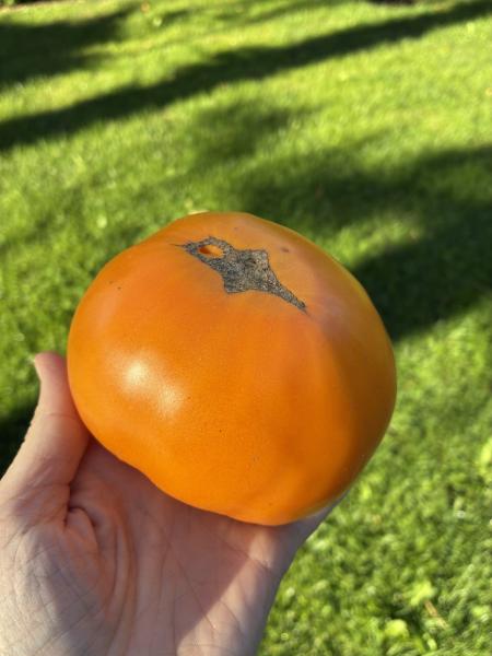 West Virginia Yellow