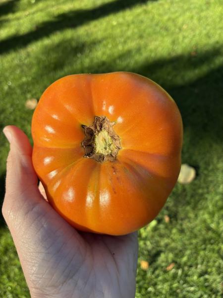 West Virginia Yellow