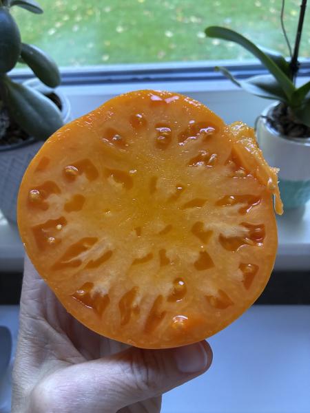 West Virginia Yellow