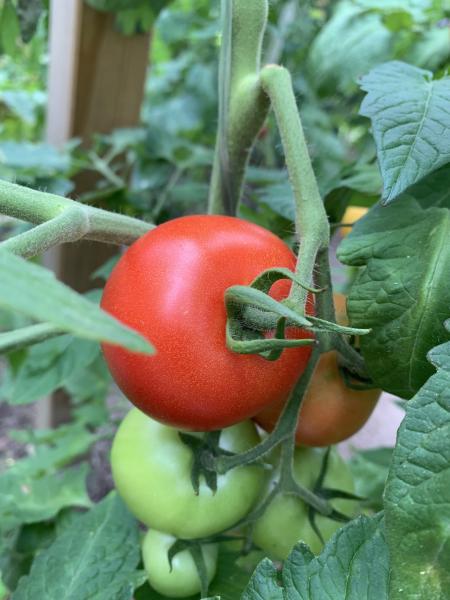 Sue‘s Little Red Heart