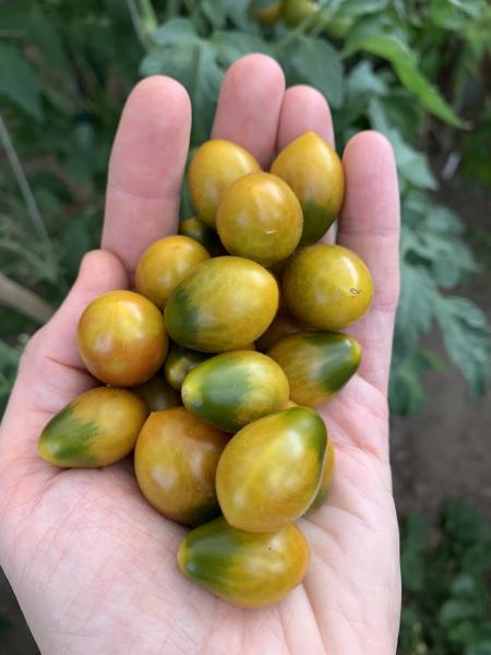 Salvaje de Nicaragua