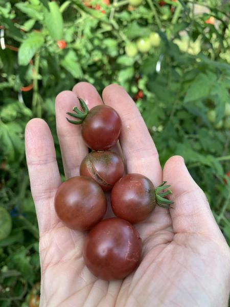 Reinhards Purple Sugar