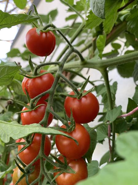 Die typisch roten….