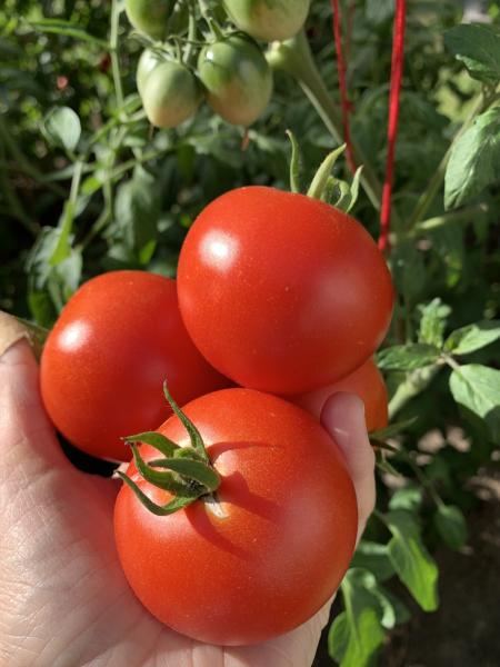 Sue‘s Little Red Heart