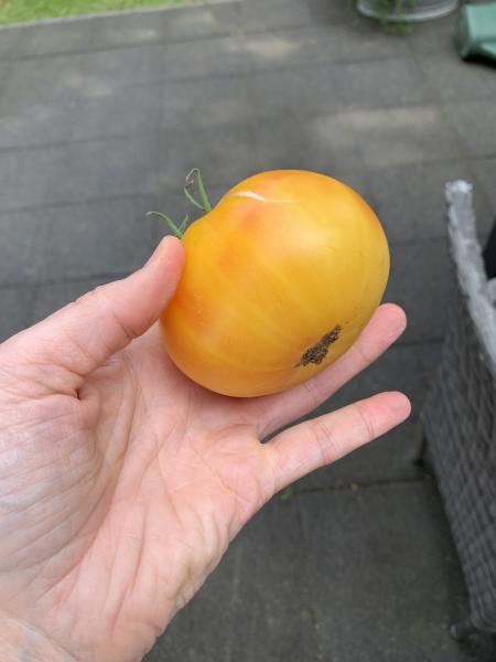 Livingston Golden Queen