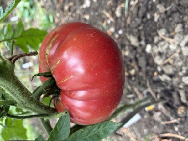 Ponderosa Pink