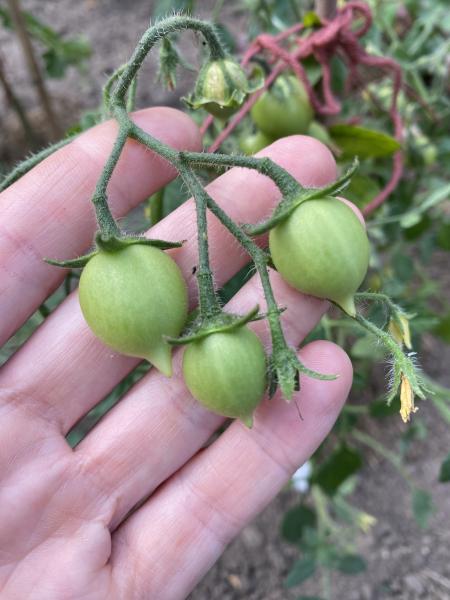 Microdwarf Pendulina gelb