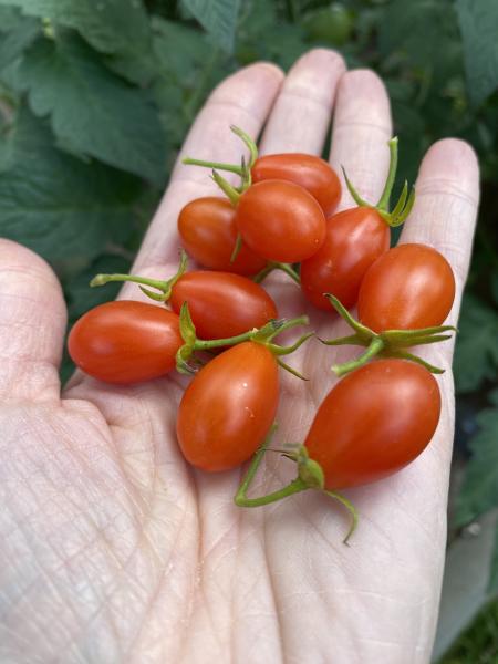 Wildtomate „ Small Egg“