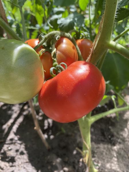 Gray Hawk Tomate