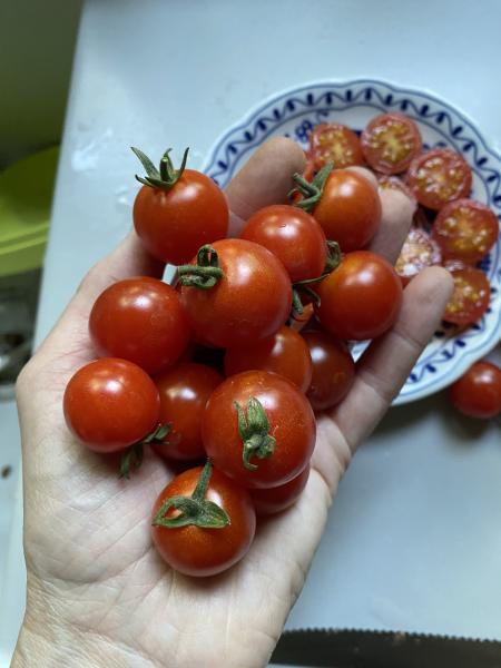 Waltingers Cocktailtomate