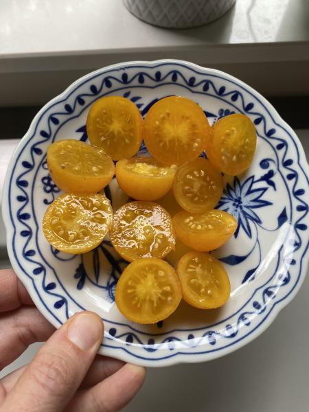 Microdwarf Pendulina gelb