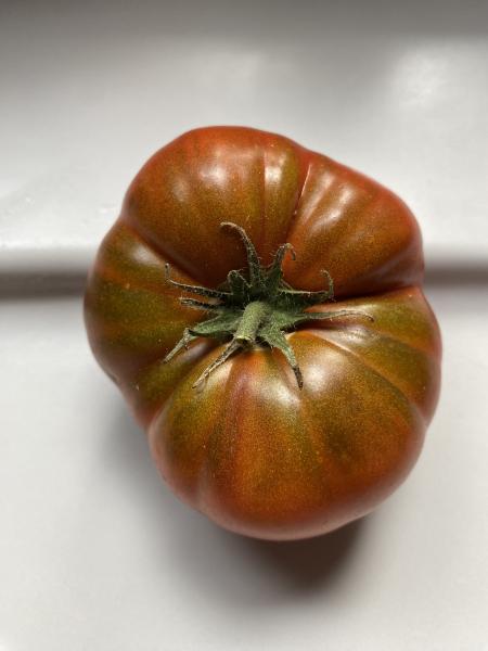 Dwarf Tasmanian Chocolate