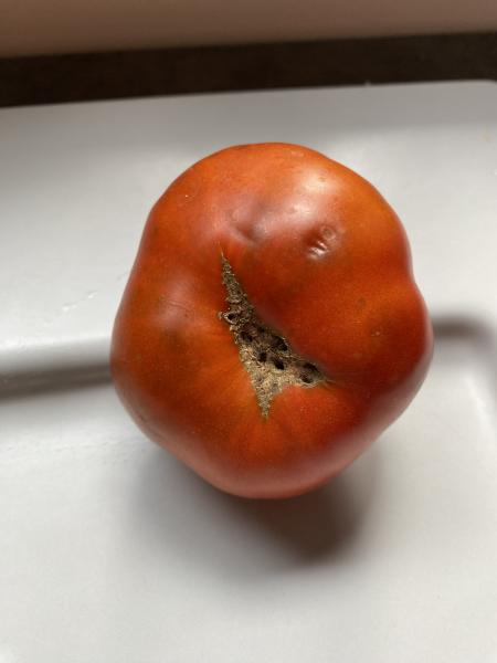 Dwarf Tasmanian Chocolate