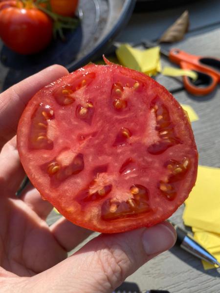 Livingston Honor Bright