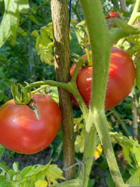 Livingston Rosy Morn