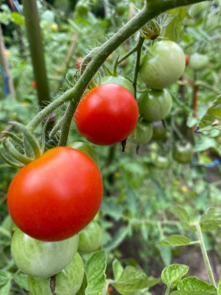 Vesennij Michurinskij