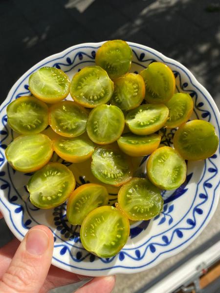 Green Grape / Raisin Vert