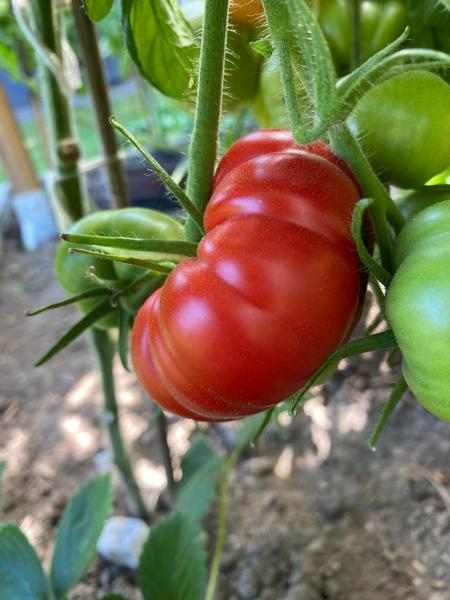 Livingston Perfection