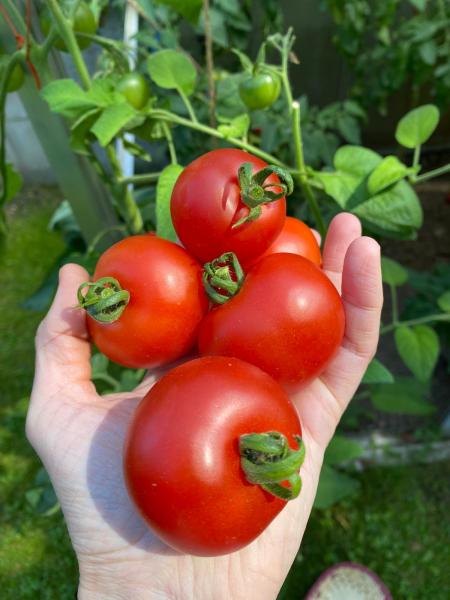 Livingston Potato Leaf